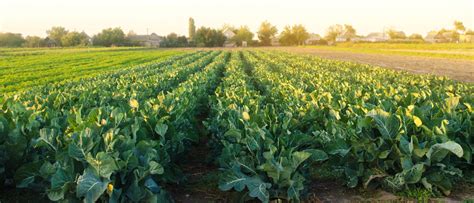 Champ de légumes frais sous le soleil