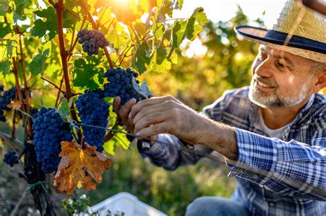 Vigneron vendangeant du raisin