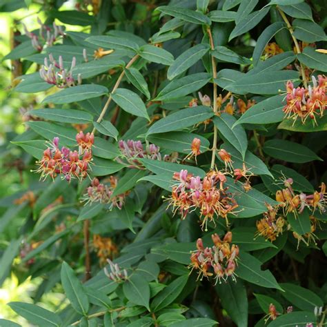 Lonicera henryi feuillage et fleurs