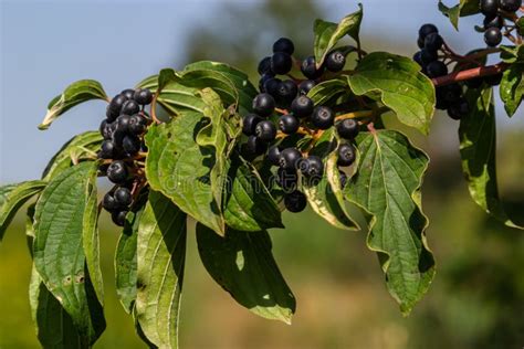 Baies noires de Lonicera henryi
