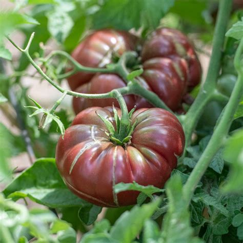 Tomate Calabash Pourpre sur pied