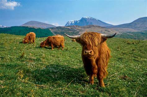 Infographie sur l'éco-pâturage avec la Highland Cattle