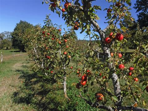 Verger diversifié avec des pommiers, poiriers et cerisiers
