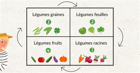 Schéma illustrant l'alternance de légumes-feuilles et légumes-racines dans un carré potager