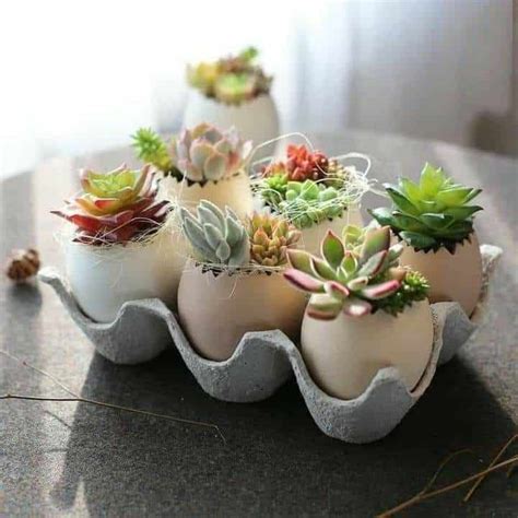 Mini-succulentes dans des coquilles d'œufs
