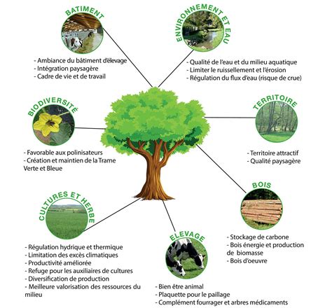 importance des arbres pour l'environnement