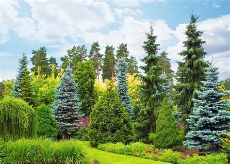 conifères de taille moyenne pour jardin