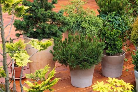 conifères en pot sur une terrasse