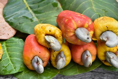Fruits mûrs prêts à être récoltés