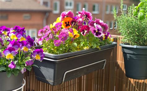 variété de légumes cultivés en jardinières sur un balcon