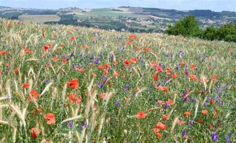 Champs cultivés avec adventices