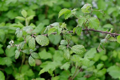 Broussailles et ronces envahissantes dans un jardin
