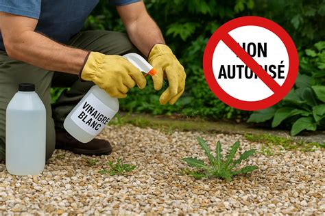 Alternatives écologiques pour le désherbage