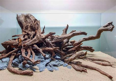 racine mangrove dans un aquarium
