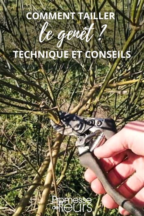 Schéma des techniques de taille du genêt