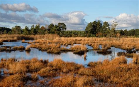Tourbière à sphaignes avec des champignons