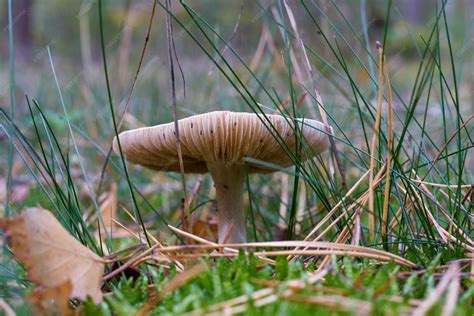 Champignon Lactarius sphagneti dans une tourbière