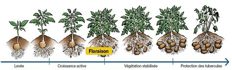 infographie sur le calendrier de fertilisation de la pomme de terre