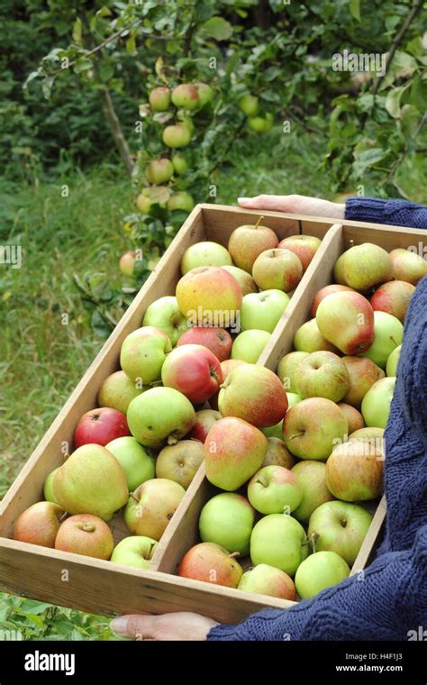 Pommes fraîchement cueillies dans un verger français
