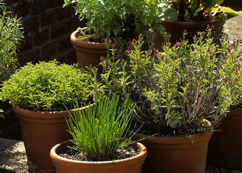 Plantes aromatiques en pot dans une véranda