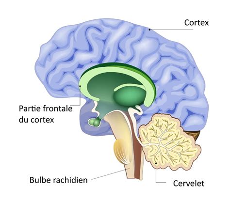 Schéma anatomique illustrant la position du bulbe rachidien dans le tronc cérébral