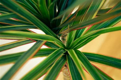 Dracaena Marginata avec ses feuilles caractéristiques