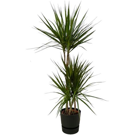 Dracaena Marginata dans un intérieur lumineux