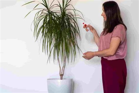 Schéma d'arrosage du Dracaena Marginata