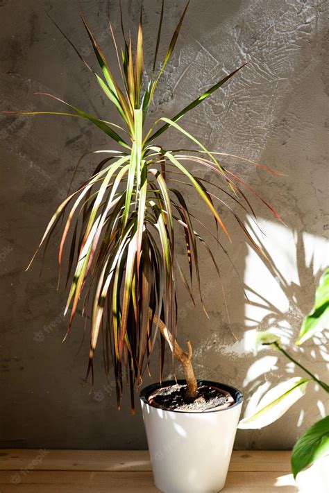 Technique de taille du Dracaena Marginata