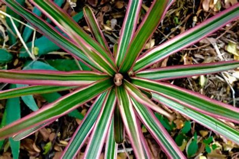 Bouturage de Dracaena Marginata