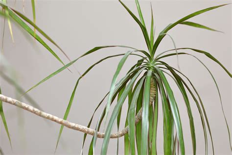 Dracaena Marginata affecté par des cochenilles