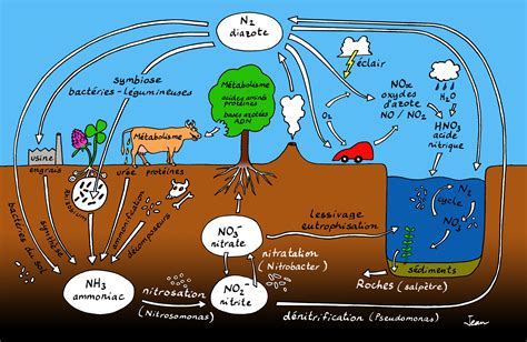 Cycle de l'azote naturel et anthropique