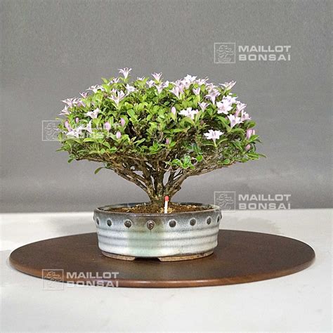 Bonsaï Serissa en fleur