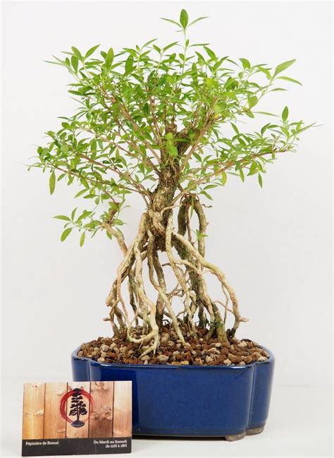 Bonsaï Serissa dans un intérieur zen