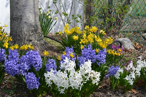 Tulipes et jacinthes fanées dans un jardin