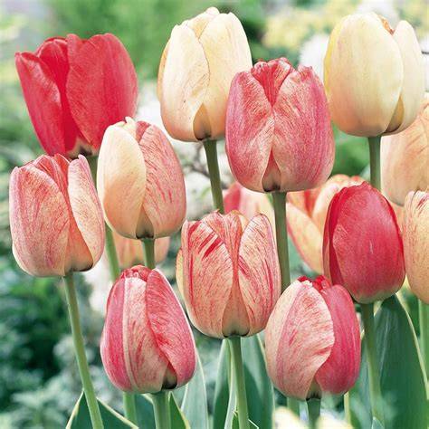 Coupe de fleurs fanées de tulipes