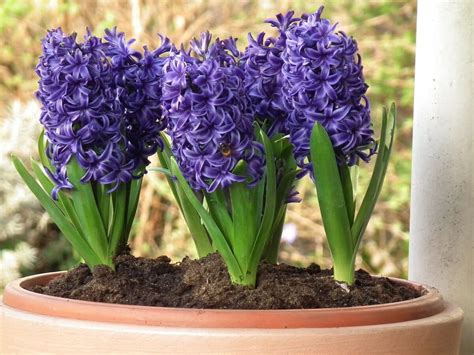 Jacinthes forcées en pot