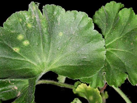 Image présentant les symptômes de la rouille du pélargonium et de la pourriture des racines