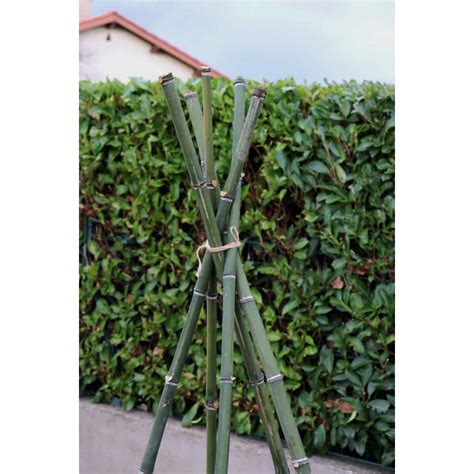 Tuteurs en bambou pour plantes grimpantes dans un jardin belge