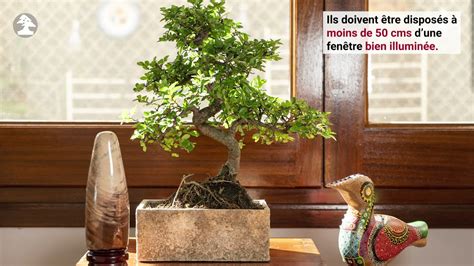 Bonsaï d'intérieur bien entretenu