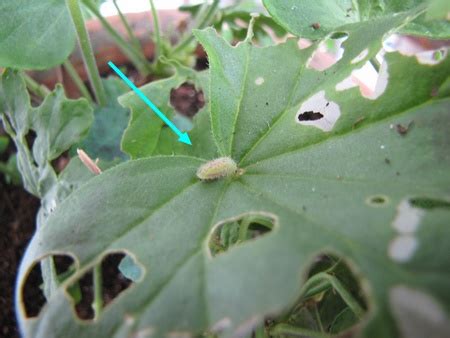 Chenille du brun du pélargonium sur une feuille de géranium