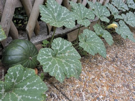 Illustration d'un plant de courge avec ses longues tiges rampantes