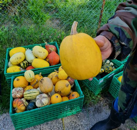Photo de courges récoltées et stockées pour l'hiver