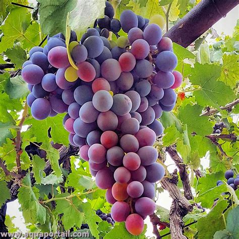 Grappe de raisin Italia mûr