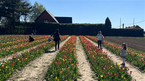 Personne faisant de l'autocueillette dans un champ de tulipes