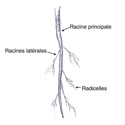 Diagramme illustrant le système racinaire pivotant du trèfle incarnat