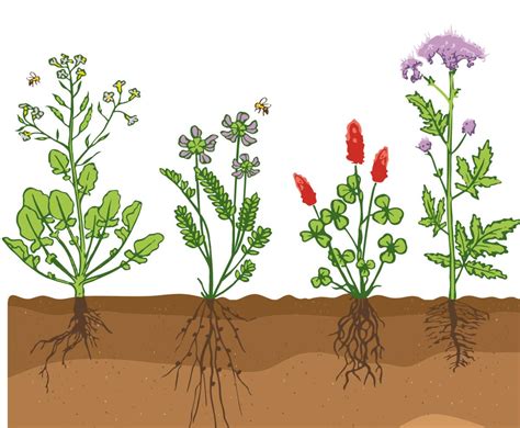 Infographie montrant l'action du système racinaire du trèfle incarnat sur la structure du sol