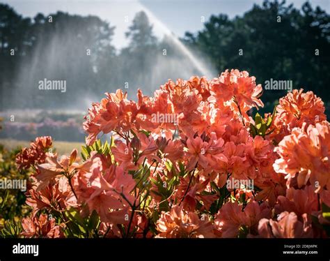 Collecion de différentes fleurs de rhododendron aux couleurs variées