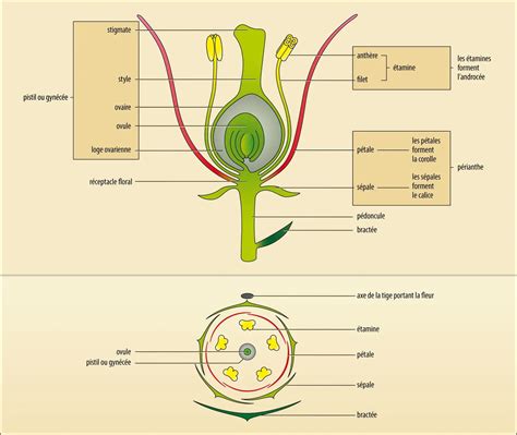 Diagramme illustrant une coupe droite et une coupe diagonale sur une tige de bouture