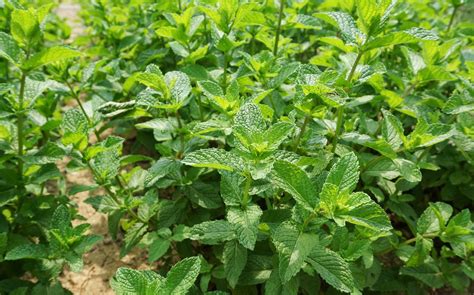 plantation de menthe en pleine terre